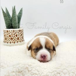 Clifford - Sable and white male American Corgi puppy in Cameron, North Carolina from Butts Family Corgis