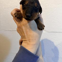 Miss Gray - Black and tan female Airedale Terrier puppy in Mooresville, North Carolina from Farm 55