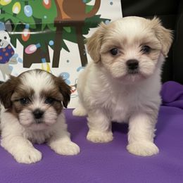 Shih Tzus from Patricia's Adorable Shih Tzu