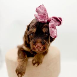 Praline - Phantom female Goldendoodle puppy in North Carolina from Tuxedo Mountain Doodles