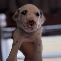 Ruby - White and black female Dalmatian puppy in Hastings, Florida from Love My Spotty Dalmatians