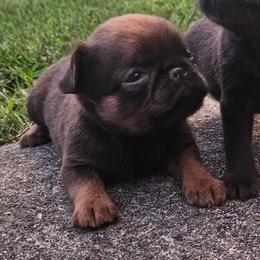 Choc Tan girl - Brown female Brussels Griffon puppy in Huntsville, Alabama from Tammy's Brussels
