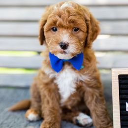 Boy 2 - Goldendoodle puppy in Riverton, Utah from Utah Doodlebug