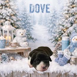 Dove - Black and white female American Corgi puppy in Temple, Texas from Silver Moon Cardigan and American Corgis