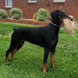 Doberman Pinscher puppies from Warsong Dobermann