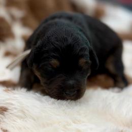 Tan collar - Black tri male Miniature Australian Shepherd puppy in 32046, Florida from River Hill Ranch