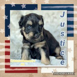 Justice - Black and silver male Miniature Schnauzer puppy in Independence, Missouri from Crown Schnauzers KC