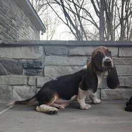 Jacks - Black brown and white male Basset Hound puppy in Newton Grove, North Carolina from MGA Basset Hound