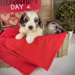 Bleu - Blue merle male Aussiedoodle puppy in Ohio from Holley Doodles