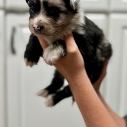 Misty - Blue merle female Australian Shepherd puppy in Odessa, Texas from Yucca Blossom Pups