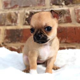 Kiwi - Black sabled fawn female Chihuahua puppy in Forsyth, Georgia from Brooks Grove Canines LLC