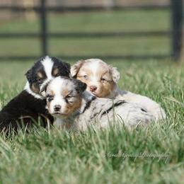 Australian Shepherd Puppies from SS Australian Shepherds
