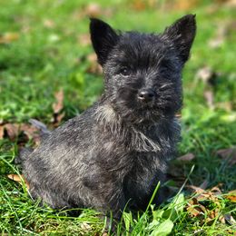 Bernese Mountain Dogs and Cairn Terriers from CreekTop