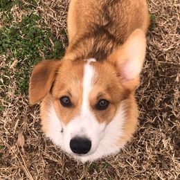 Boomer - Pembroke Welsh Corgi
