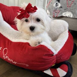 Girl ( pink ) AKC - White female Maltese puppy in Massachusetts from Happy Tail Yorkies and Maltese