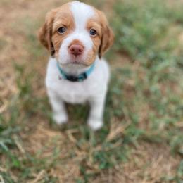 Girl 2 - White and orange female Brittany puppy in Katy, Texas from Jenvy Brittanys