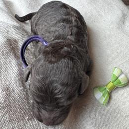 Poppy - Chocolate female Goldendoodle puppy in Camden, North Carolina from Oopsie Doodles of NC