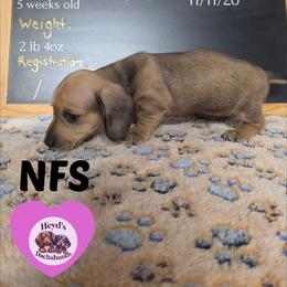 Timi - Red female Dachshund puppy in Hoquiam, Washington from Heyd's Mini Dachshunds