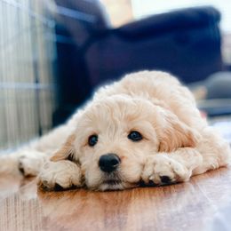 Goldendoodles from Old Lake Doodles