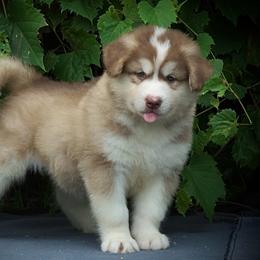 Raylan - Red and white male Alaskan Malamute puppy in Michigan from Warrior’s Legacy Alaskan Malamutes