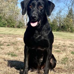 Labrador Retriever All Grown Up from Southfork Retrievers