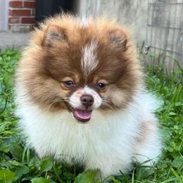 Turkey - Chocolate parti female Pomeranian puppy in Jefferson City, Missouri from MJ’s Pomeranians
