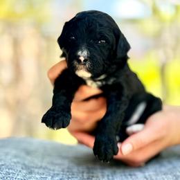 Cider - green collar - Tri-color male Bernedoodle puppy in Highland, Utah from Angel Pups Deluxe