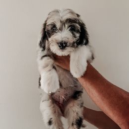 Pine - Blue merle male Sheepadoodle puppy in Wabash, Indiana from DOODCompany