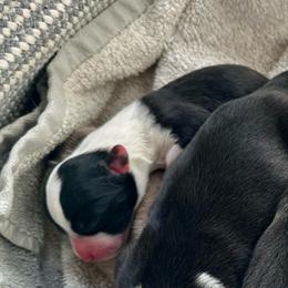 Zoro - Black and white male Cardigan Welsh Corgi puppy in San Antonio, Texas from White Paws Cardigan Corgis