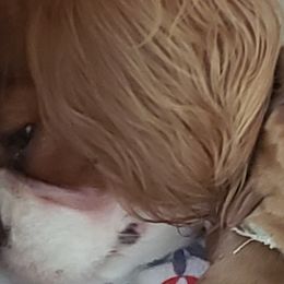 Cavalier King Charles Spaniels from Liberty's Legacy Cavaliers