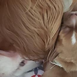 Cavalier King Charles Spaniels from Liberty's Legacy Cavaliers