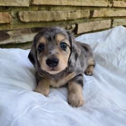 Jett - Dapple male Dachshund puppy in Eldon, Missouri from Pure Joy Dachshunds