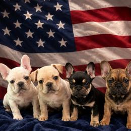 French Bulldog puppies from Bonnie Trouble Frenchies