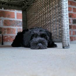 Miniature Schnauzer Puppies from Du Lac Miniature Schnauzers