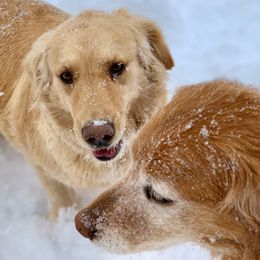 Golden Retriever All Grown Up from Highlander's Goldens of Howell