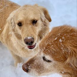 Golden Retriever All Grown Up from Highlander's Goldens of Howell