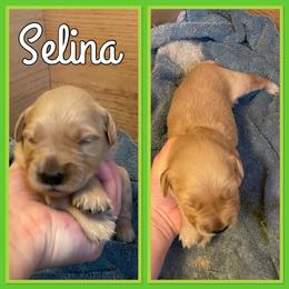 Bernese Mountain Dog and Golden Retriever Puppies from Happy Tails Family Farm