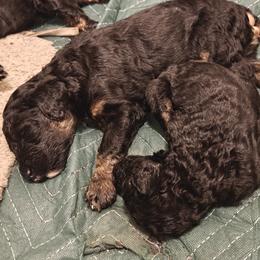 Poodle Puppies from Hatch & Homestead LLC