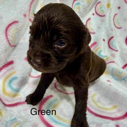 Green Girl - Brown female Boykin Spaniel puppy in Milan, Georgia from Dixie Darlin Boykins