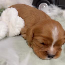 Willie - Ruby male Cavalier King Charles Spaniel puppy in Texarkana, Texas from Hidden Creek Cavaliers