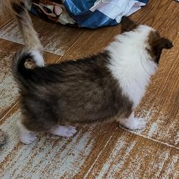 Aurelia the golden one - Sable and white female Collie puppy in Malvern, Arkansas from Lost Acres Collies