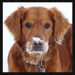 "Sophie" - Golden Retriever