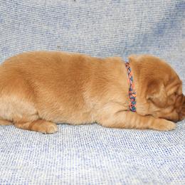 Max - Golden male Golden Retriever puppy in New Weston, Ohio from Bertke AKC Golden Retrievers and Bernese Mountain Dogs
