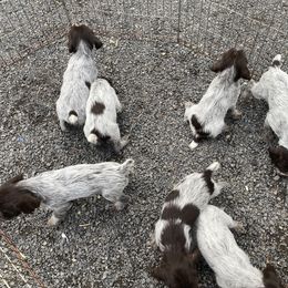 Wirehaired Pointing Griffon Puppies from Anyan Lodge Pups