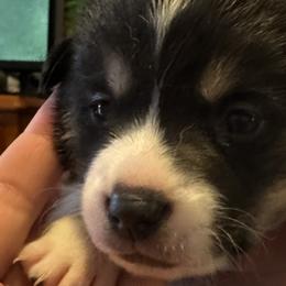 Boy 2 - Pembroke Welsh Corgi puppy in New York from Blooms Corgis