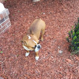 Oakley - Seal brindle and white male Boston Terrier puppy in Walhalla, South Carolina from Dixies  southern  bostons