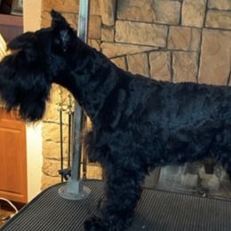 Miniature Schnauzers from Treasureland Schnauzers