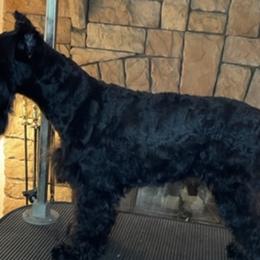 Miniature Schnauzers from Treasureland Schnauzers