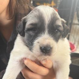 Victoria- red - Badger female Colorado Mountain Dog puppy in Cotopaxi, Colorado from Once Upon A Moose (OUM)
