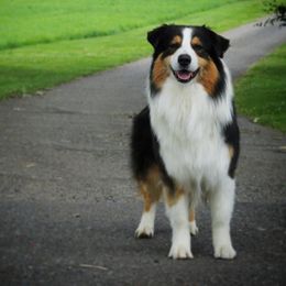 Rocky - Australian Shepherd